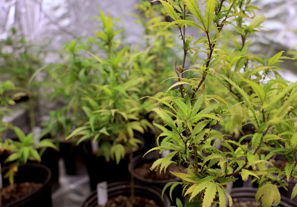 纽约首批大麻零售许可证共900人申请