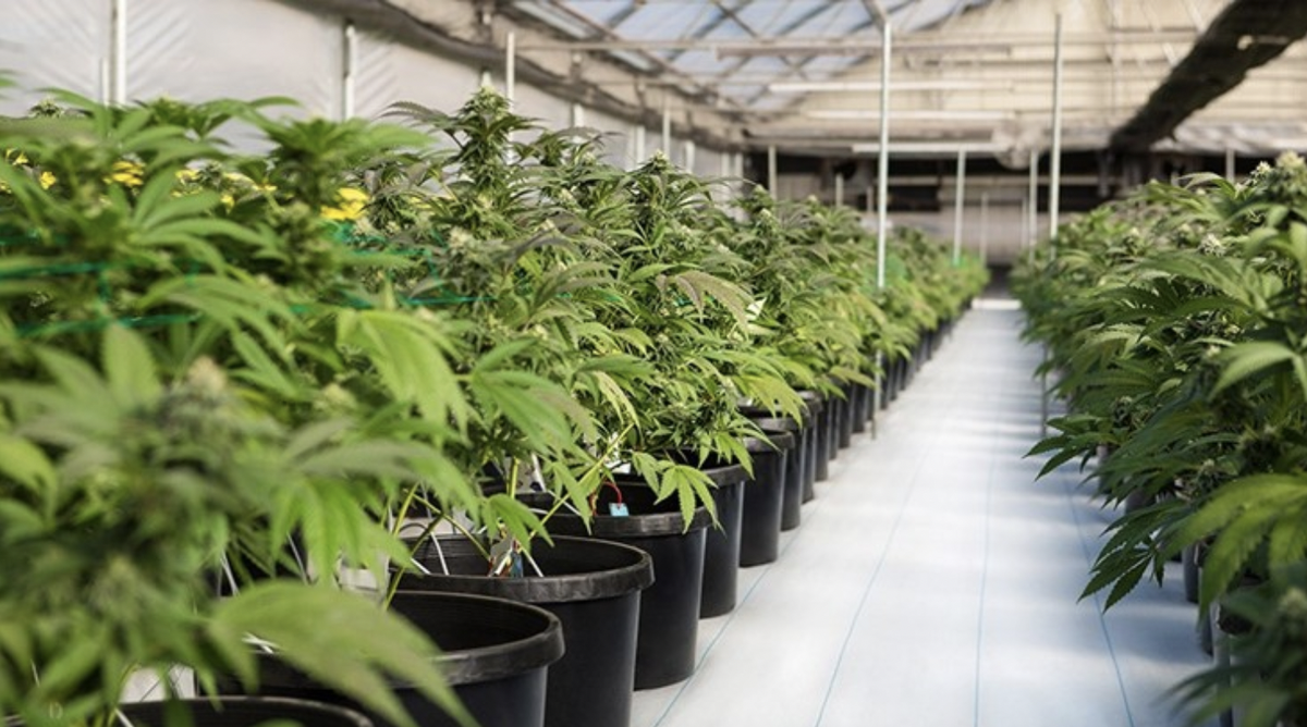 惠特尼经济学报告发现 2022 年美国生产的大麻超过 4800 万磅