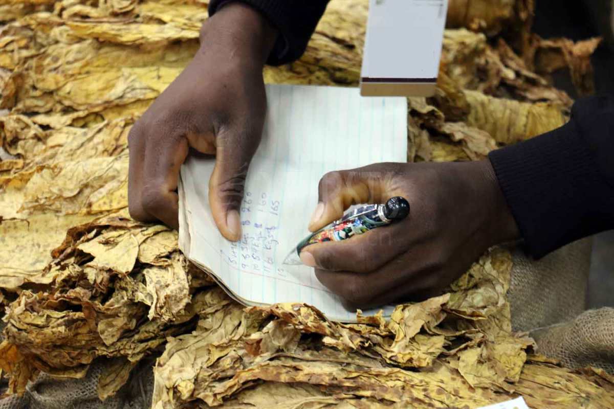 津巴布韦计划2023年烟草出口额为16亿美元 中国占40%以上