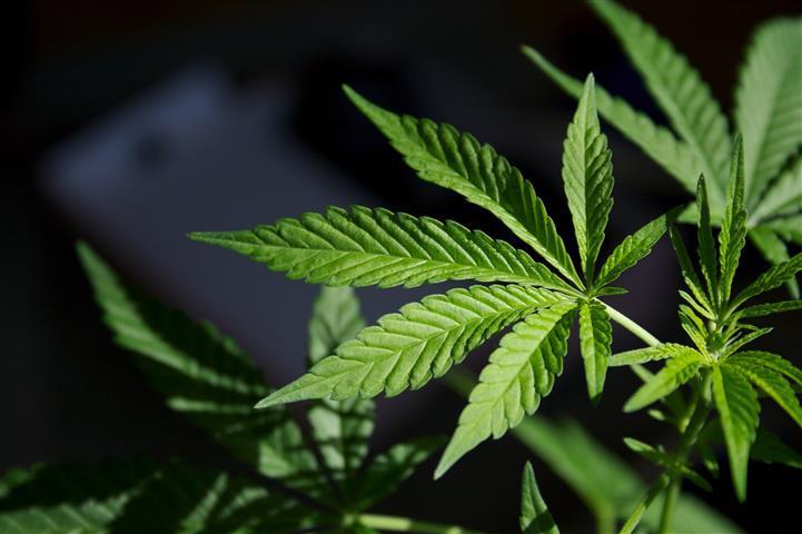 美国多州推动大麻合法化
