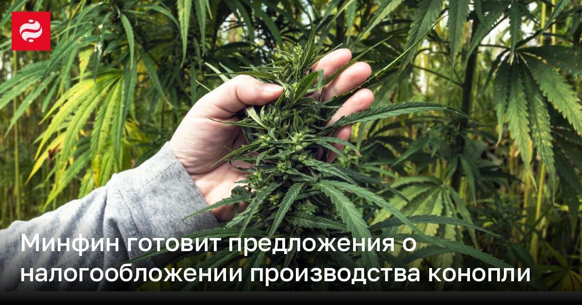 乌克兰财政部或提议对合法大麻生产征税