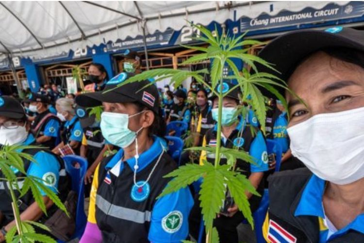 泰国政府或禁止大麻娱乐用途 卫生部提出罚款和监禁法案