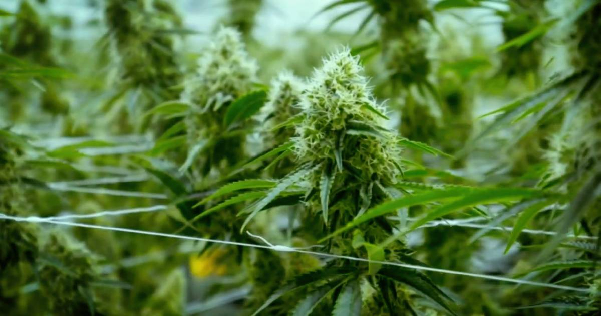 美国北卡罗莱纳州一市被允许合法销售医用大麻