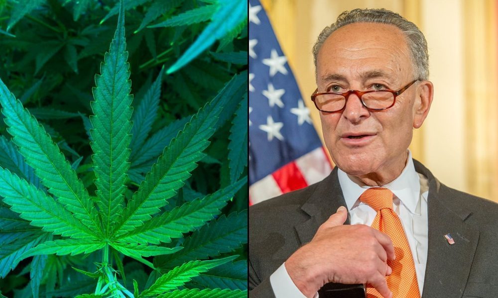 美国参议院领袖舒默推动大麻合法化 引“双重标准”指责