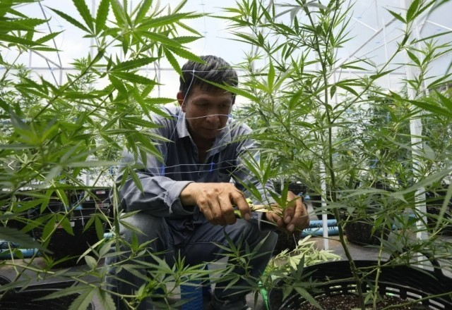 泰国大麻合法化争议加剧 副总理批评大麻政治化