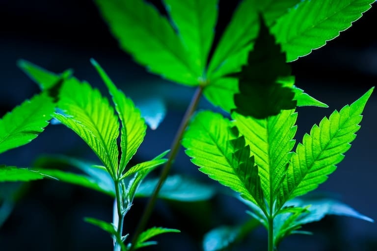 美国司法部提案放宽大麻限制：重新分类为较安全药物
