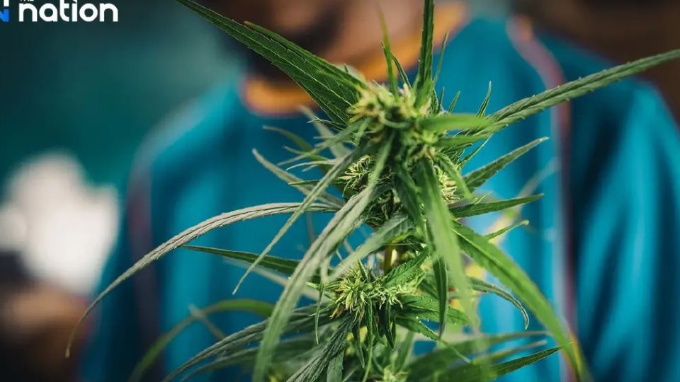 NIDA Poll调查:超过60%泰国人支持将大麻重新列为毒品